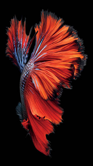 4k Iphone 6 Plus Betta Fish Wallpaper