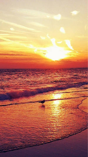 4k Iphone Bird On Beach At Sunset Wallpaper