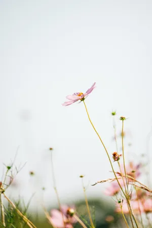 4k Iphone Flower Fields Wallpaper