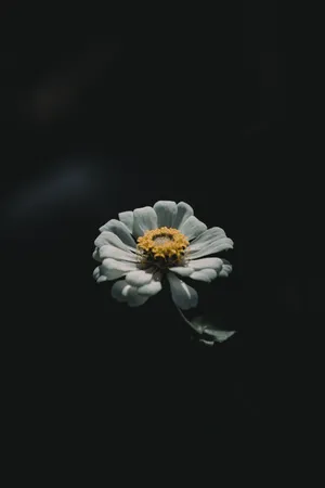 4k Iphone White Flower Wallpaper