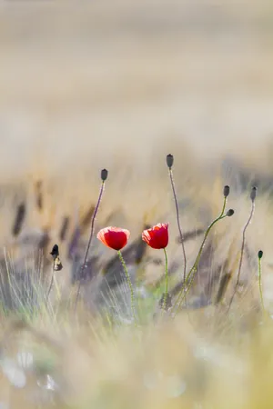 4k Iphone Wild Poppy Flowers Wallpaper