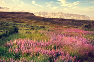 4k Landscape Calluna Plant Sunset Wallpaper