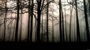 4k Misty Dark Forest Wallpaper