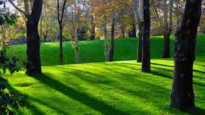 4k Nature Green Grass Wallpaper
