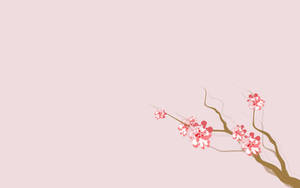 4k Nature Sakura Flowers Wallpaper