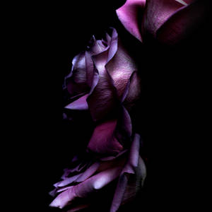 4k Purple Roses Wallpaper