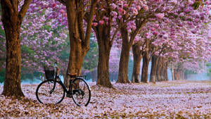 4k Spring Sakura Trees Bicycle Wallpaper