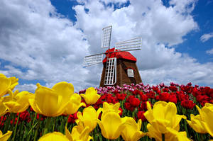 4k Spring Windmills Flowers Wallpaper