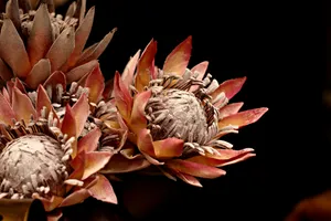 4k Tablet Dried Flowers Wallpaper