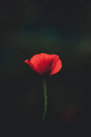 4k Ultra Hd Android Red Rose Wallpaper