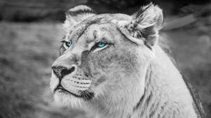 4k Ultra Hd Lions Blue Eyes Wallpaper