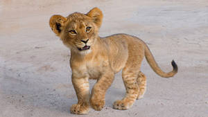 4k Ultra Hd Lions Cute Cub Wallpaper