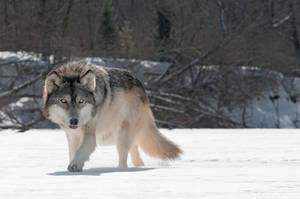 4k Ultra Hd Wolf On Snow Wallpaper