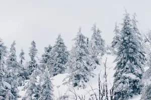 4k White Winter Forest Wallpaper