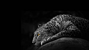 5k Hd Monochrome African Leopard Wallpaper