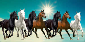 7 Horses In Brown, White, And Black Wallpaper