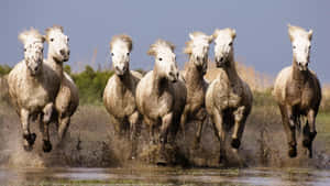 7 White Horses Run Across Mud Wallpaper