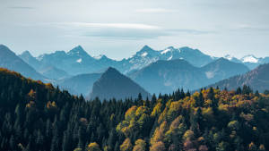 8k Ultra Hd Nature Forest Mountain Wallpaper