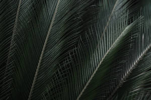 8k Ultra Hd Tropical Palm Leaves Wallpaper