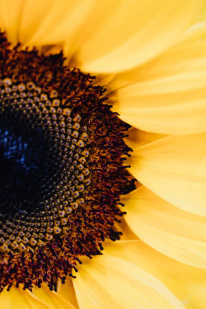 A 4k Iphone 6 Plus Sunflower Close-up Wallpaper