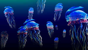 A 4k Jellyfish Displaying An Array Of Vibrant Colors In Its Sway