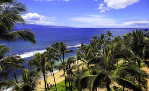 A Beach With Palm Trees Wallpaper