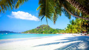 A Beach With Palm Trees And A Blue Ocean Wallpaper