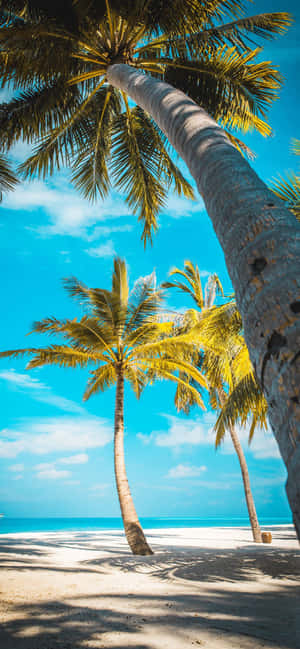 A Beach With Palm Trees And Blue Sky Wallpaper