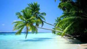 A Beach With Palm Trees And Clear Water Wallpaper