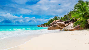 A Beach With Palm Trees And Water Wallpaper