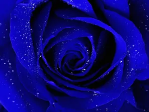 A Beautiful Blue Rose Surrounded By Lush Green Foliage Wallpaper