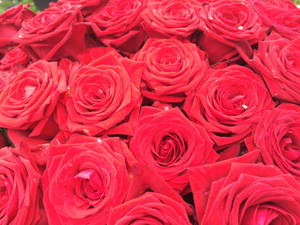 A Beautiful Bouquet Of Roses For A Special Someone Wallpaper