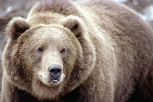 A Beautiful Brown Grizzly Bear Peacefully Exploring Its Natural Habitat Wallpaper