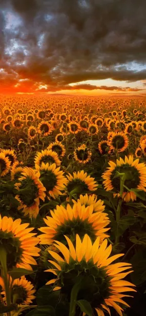 A Beautiful Contrast Of Dark And Light In A Sunflower. Wallpaper