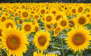A Beautiful Field Of Stunning Vibrant Yellow Sunflowers. Wallpaper