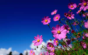 A Beautiful Field Of Wildflowers On A Sunny Day Wallpaper