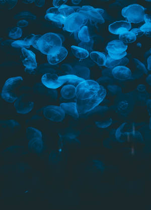 A Beautiful Jellyfish Gliding Through The Deep Blue Sea Wallpaper