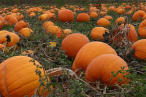 A Beautiful Orange Pumpkin Amongst Fallen Autumn Leaves Wallpaper