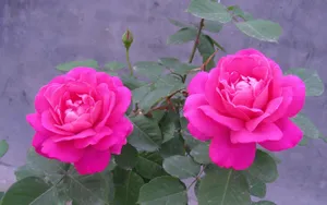 A Beautiful Pink Rose In All Its Glory Wallpaper