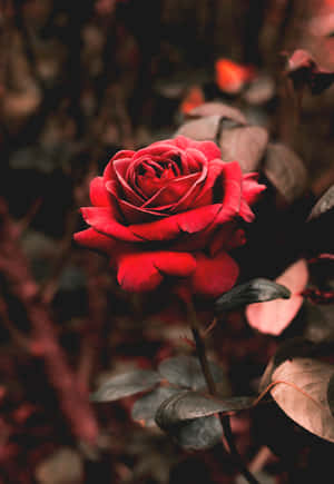 A Beautiful Pink Rose, Its Petals Reaching Out To Touch The Sky Wallpaper