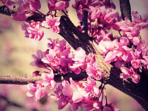 A Beautiful Pink Trees Shining In The Sunny Day Wallpaper