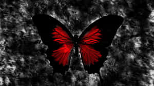 A Beautiful Red Butterfly Spreads Its Wings. Wallpaper