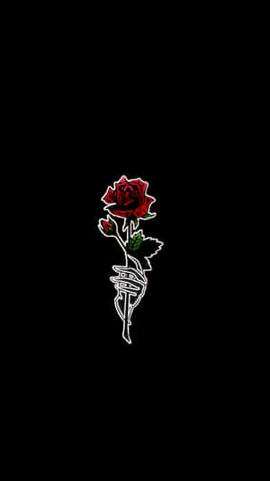 A Beautiful Rose Glowing With Radiance Wallpaper