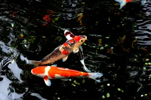 A Beautiful Scene Of Brightly Colored Japanese Koi Fish Swimming In An Outdoor Pond. Wallpaper
