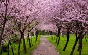 A Beautiful View Of Pink Trees On A Sunny Day Wallpaper