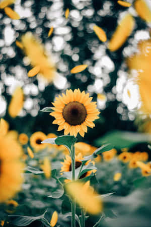 A Beautiful, Yellow Sunflower Against A Bright Blue Sky. Wallpaper