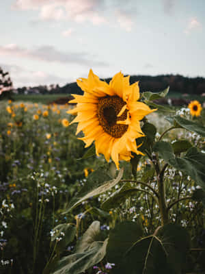 A Beautiful Yellow Sunflower In Full Bloom Illuminated By Natural Sunshine. Wallpaper