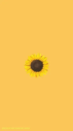 A Beautiful Yellow Sunflower On A Vibrant Blue Sky Background. Wallpaper