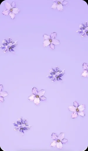 A Beautifully Soft And Elegant Light Purple Wallpaper