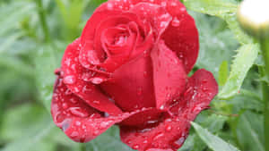 A Bed Of Vibrant And Beautiful Roses Wallpaper